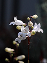 %_tempFileName01-20090607-0299%