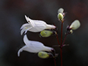%_tempFileName02-20090607-0300%