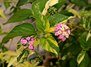 %_tempFileName02-20120603-0367%
