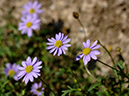 %_tempFileName01-20051009-0267%