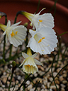 %_tempFileName01-20080308-0277%