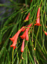 %_tempFileName01-20090506-0195%