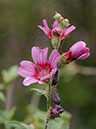 %_tempFileName01-20090628-0404%