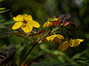 %_tempFileName02-20090711-0628%