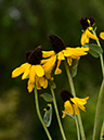 %_tempFileName06-20130630-0240%