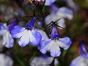 %_tempFileName02-20090506-0248%