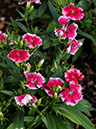 %_tempFileName03-20091213-0456%