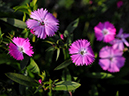 %_tempFileName08-20100111-0481%