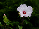 %_tempFileName07-20120729-0371%