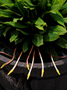 %_tempFileName01-20090506-0313%