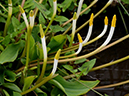 %_tempFileName08-20130323-0200%