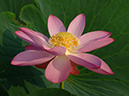 %_tempFileName76-20060804-0070%