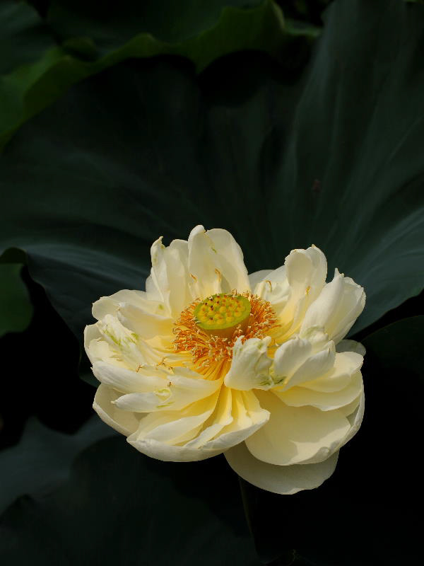%_tempFileName50-20110703-0034%