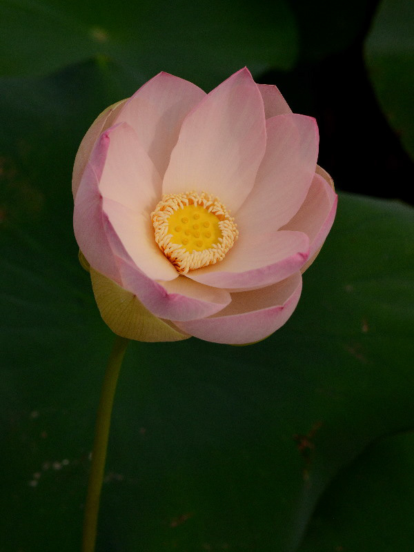 %_tempFileName48-20150628-0051%