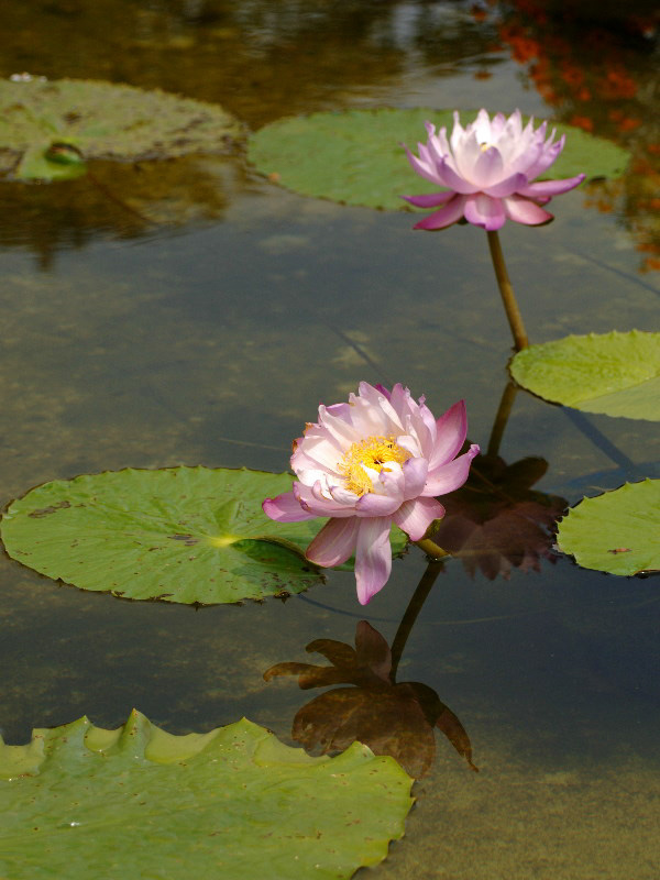%_tempFileName52-20050910-0054%