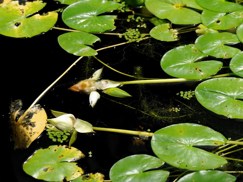 %_tempFileName50-20080907-0093%