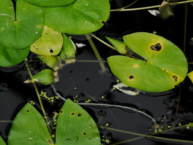 %_tempFileName53-20090503-0186%
