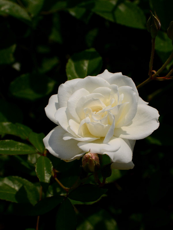 %_tempFileName85-20140525-0458%