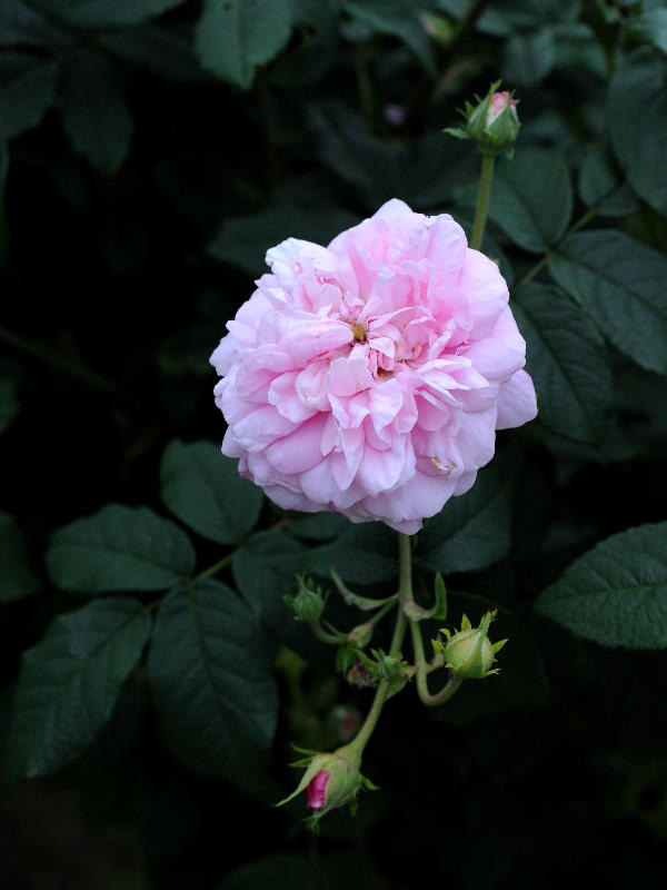 %_tempFileName49-20080524-1378%