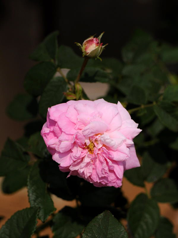 %_tempFileName62-20090523-1111%