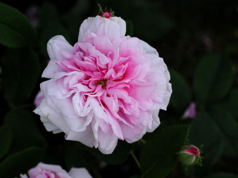 %_tempFileName65-20090530-1253%