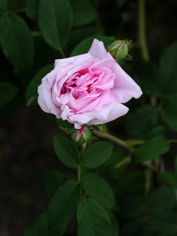 %_tempFileName66-20090530-1254%
