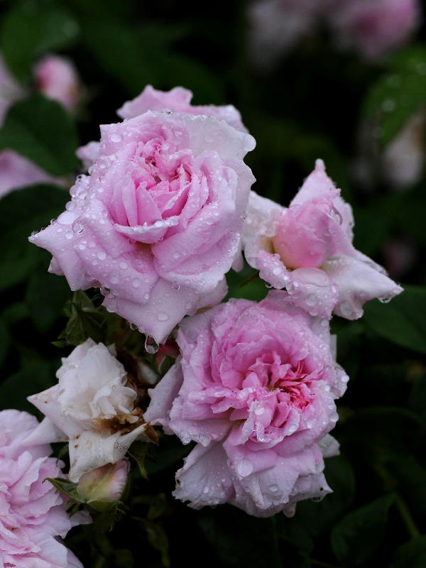 %_tempFileName76-20100619-0006%