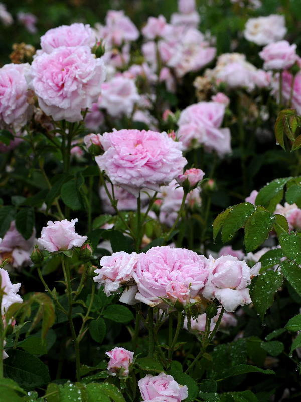 %_tempFileName78-20100619-0008%