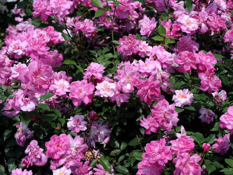 %_tempFileName73-20080518-0554%