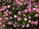 %_tempFileName30-20040508-0182%