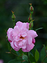 %_tempFileName53-20061007-0808%