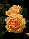%_tempFileName04-20110521-0519%