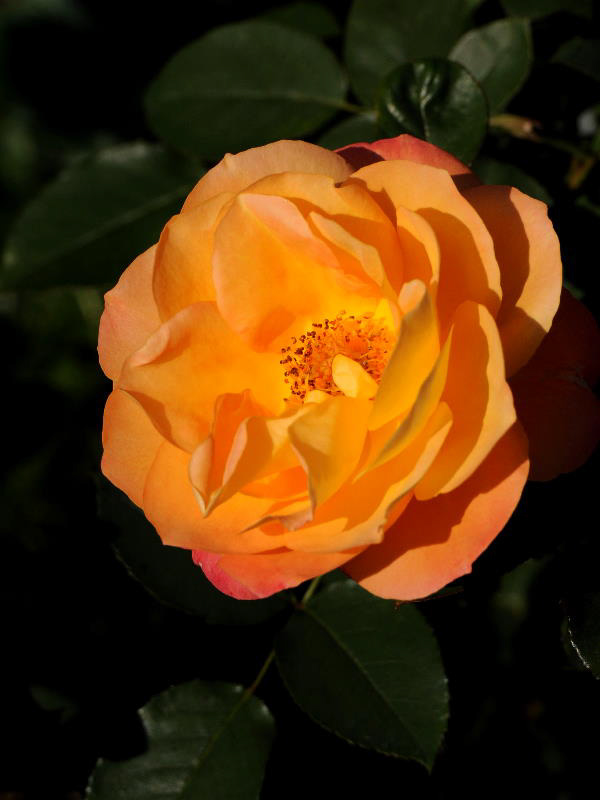 %_tempFileName29-20091107-0619%