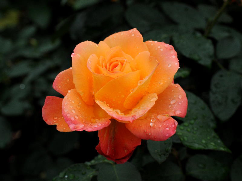 %_tempFileName37-20101030-0077%