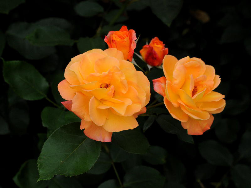%_tempFileName43-20110605-0091%
