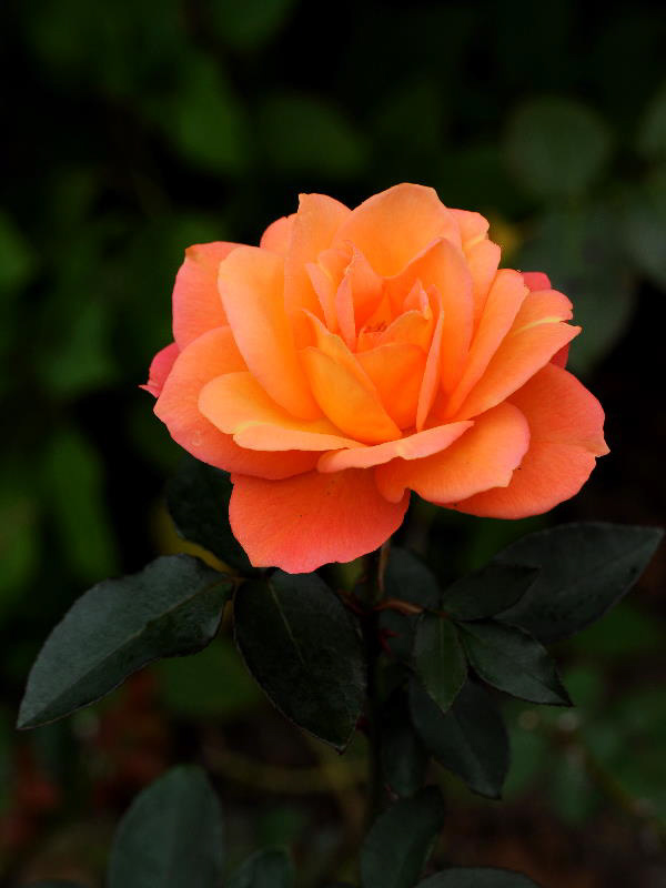 %_tempFileName46-20111105-0083%
