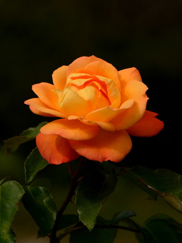 %_tempFileName81-20151017-0450%