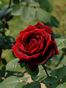 %_tempFileName06-20050515-0195%