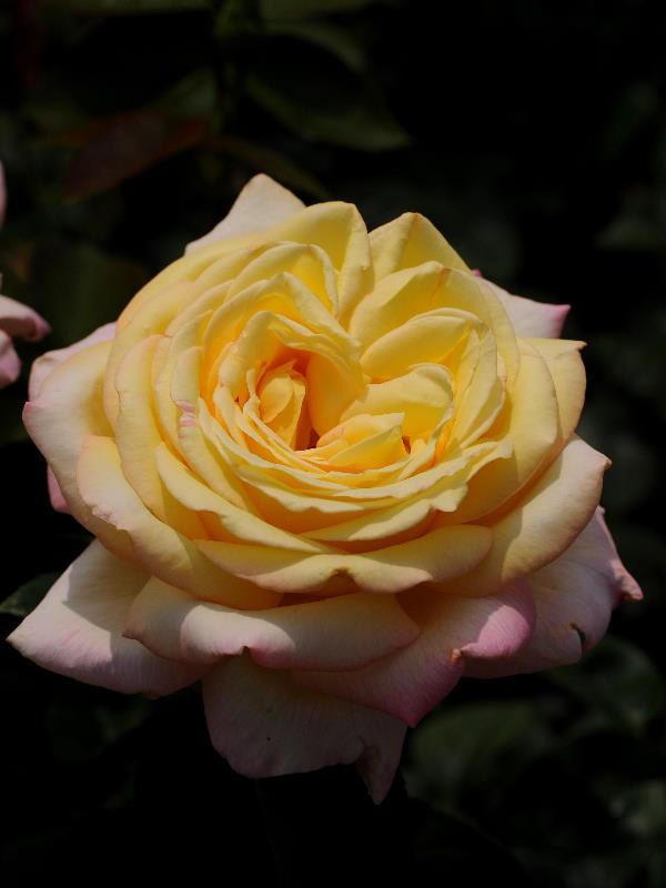 %_tempFileName41-20090614-0244%
