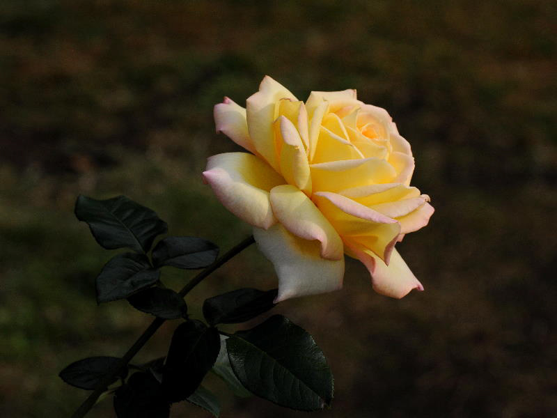 %_tempFileName51-20101023-0906%