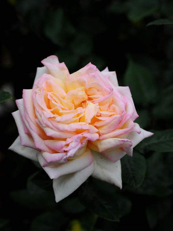 %_tempFileName53-20101024-0813%