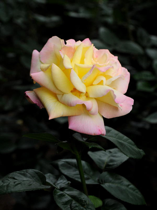 %_tempFileName56-20110605-0164%