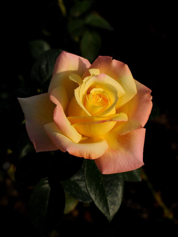 %_tempFileName60-20111017-0280%