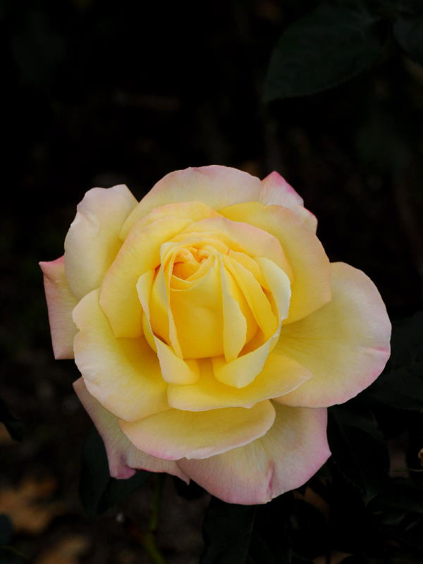 %_tempFileName61-20111109-0679%