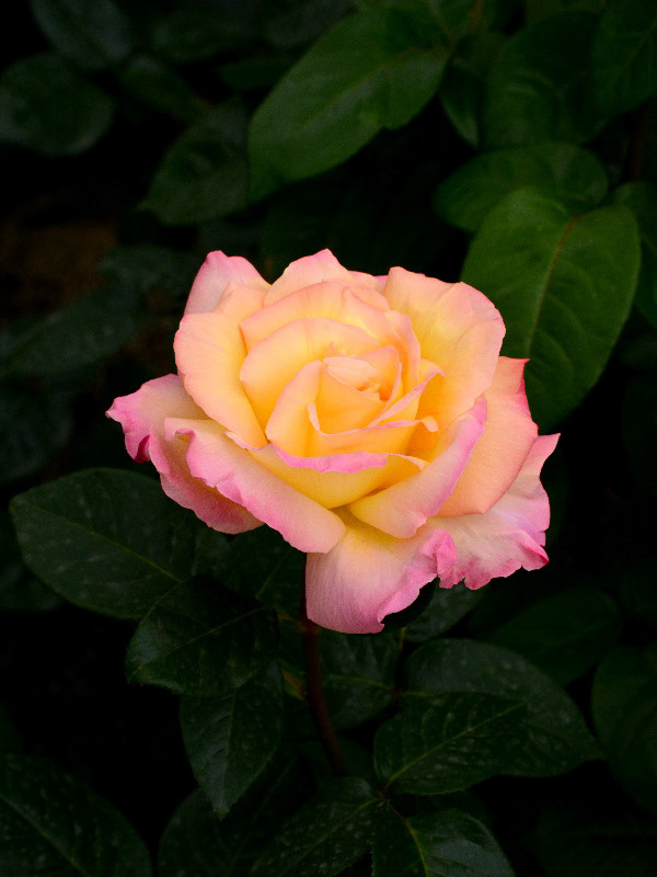 %_tempFileName63-20120512-0635%
