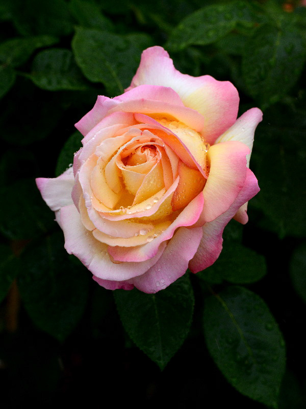 %_tempFileName68-20120609-0517%