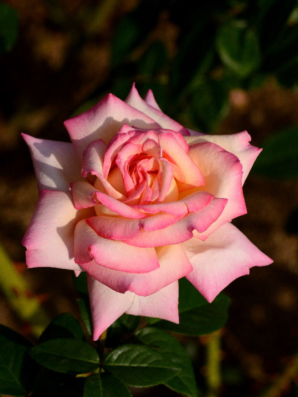 %_tempFileName70-20121012-0211%