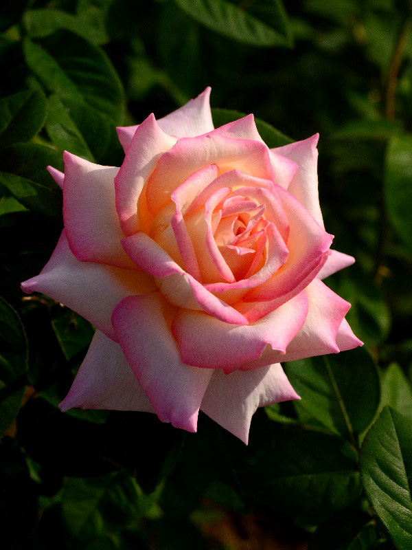 %_tempFileName73-20121012-0220%