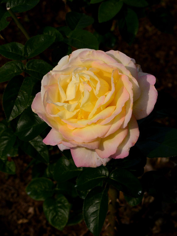 %_tempFileName77-20121027-0287%