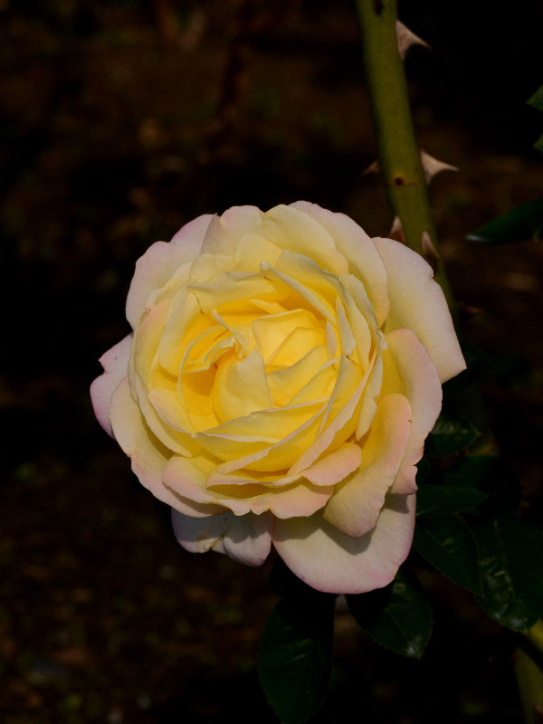 %_tempFileName78-20121027-0288%